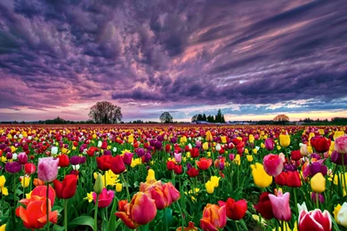 219 Tulip HD Wallpapers