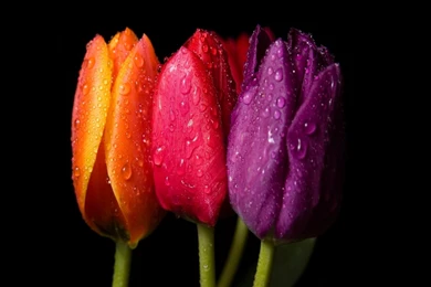 Tulips : Simple Cute Backgrounds. Thumb Photo Tattoos Pictures ...