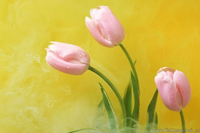 Tulip － Flower Wallpapers   Free Download Wallpapers,windows Xp ...