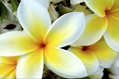 White Tulip Wallpapers Hd 1366x768 For 17/19 inch Widescreen