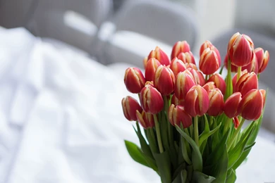 30+ Tulips Wallpapers HD Red Pink Yellow Pictures