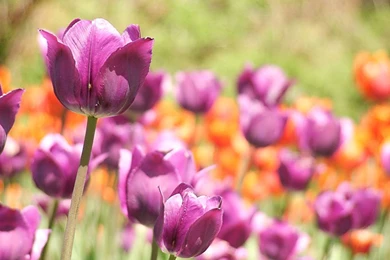 Tulips, Wallpaper, Background, Wallpapers, Keyword, Flowers ...