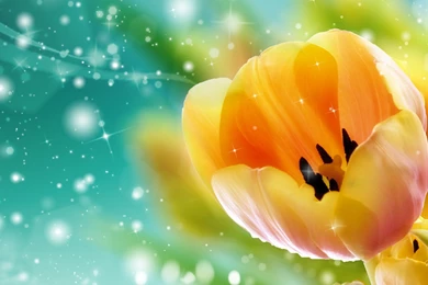 High Resolution Beautiful Nature Flower Tulip Screensavers 2 Full ...