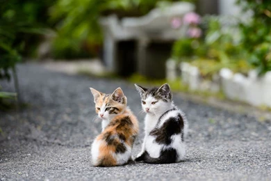 Free Download Cats HD Wallpapers