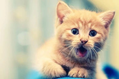 Cutest Cat Wallpapers