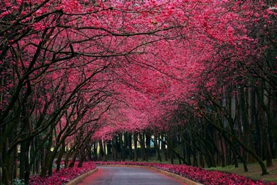 Pink Tree Wallpapers   Wallpapers Cave