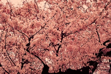 Pink Tree 597938 Wallpapers   (