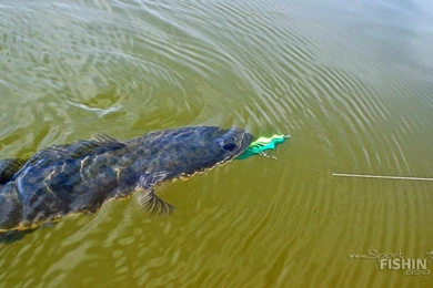 Rapala Wallpapers   Wallpapers Zone