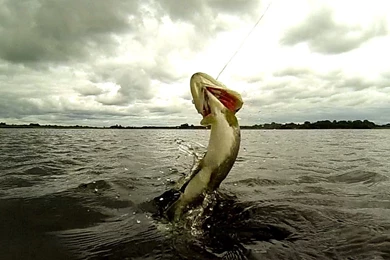 Panic Vs Pike. Girl Fishing With Lures Testing New Spoon. Рыбалка ...