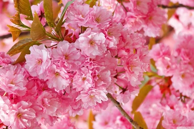 Beautiful Pink Japanese Sakura Tree HD Desktop Wallpapers ...