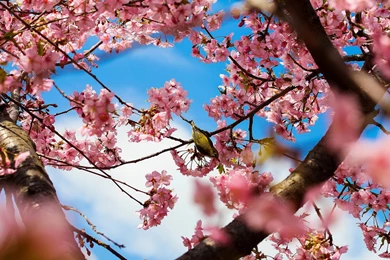 Blossom Tree Wallpapers   Wallpaper.