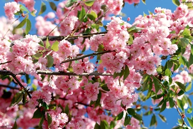 Pink Blossoming Tree HD Wallpapers