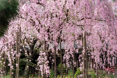 Cherry Blossom Flowers Tree Pink Wallpapers