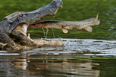 Alligator Desktop Wallpapers