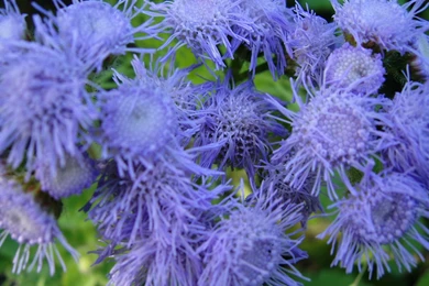 Beautiful HD Flowers Desktop Wallpapers – HD Wallpapers Free Download