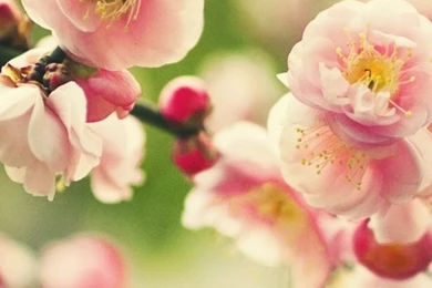 Pink Tree Flower iPhone 4s Wallpapers Download