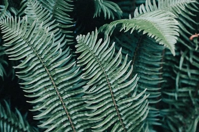 Bohemian Tumblr Wallpapers   Oh My Dior