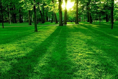 Summer Green Nature Wallpapers 1600 1200 Hd Desktop Wallpapers ...