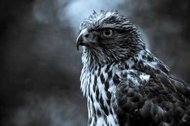 Eagle Perched  birds Desktop Wallpapers   1366x768 Wallpapers ...