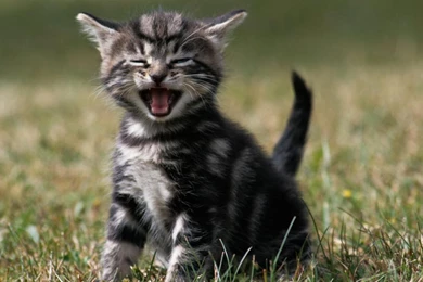 Free Cat Desktop Wallpapers 12 Free 3d Wallpapers