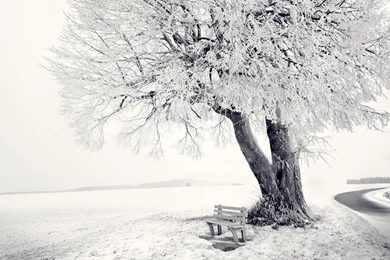 Download Wallpapers 3840x2160 Winter, Snow, Bench, Tree, Frost ...
