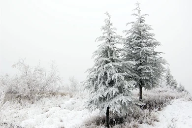 Winter Tree Wallpapers   Crazy Frankenstein