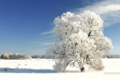 1280x768 Wallpapers Winter Tree On A Cold Winter Day Wallpapers ...
