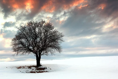 Lone Tree In Winter   (