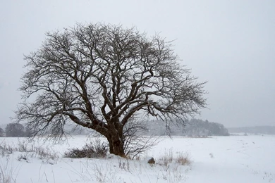 Snowy Tree Wallpapers Wallpapers