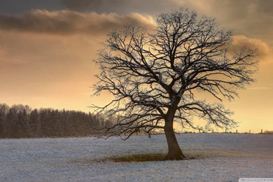 Download Solitary Tree Winter Wallpapers 1920x1080