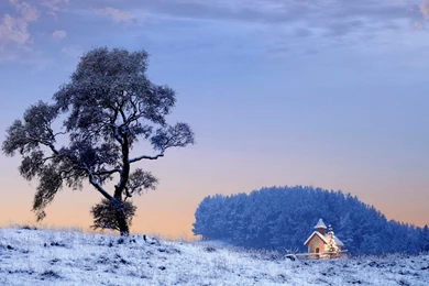 Winter Tree Wallpapers   HD Wallpapers 87712