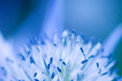 Bloom Hd Wallpapers   Android Wallpapers Free Download