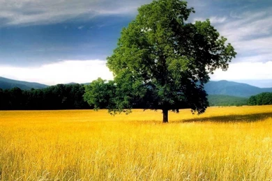 Cool Nature Wallpapers, Cool Nature Wallpaper, Best Nature ...