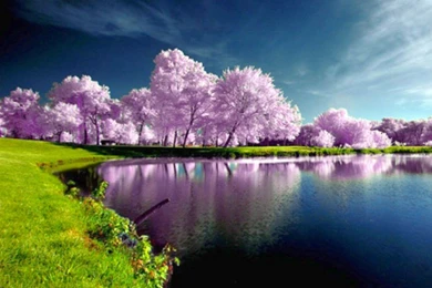 1280x800 Wallpapers Page 173: Cactus Edmonton Garden Flowers ...