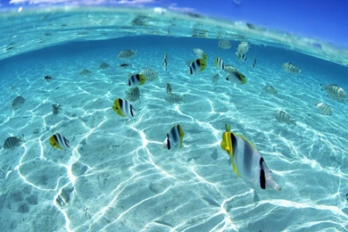 Download Underwear Sea Free Live Wallpapers For Desktop ...