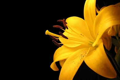 Best Desktop Backgrounds Hd