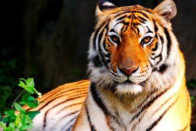 COLORS OF NATURE TIGER HD WALLPAPERS For Windows 7   XP   Vista ...