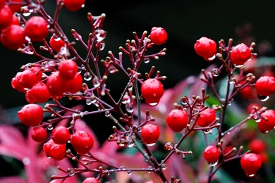 Free Seasons Wallpapers And Backgrounds ~ Toptenpack.com