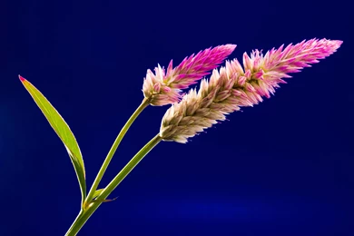 PC Wallpapers   Wallpapers Cave