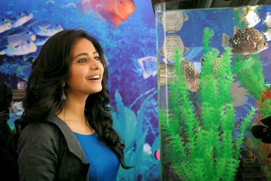 Actress Rakul Preet Singh Cute HD Wallpapers