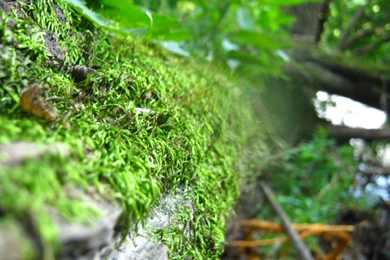 Fantastic Mossy Oak By Tupenceinred