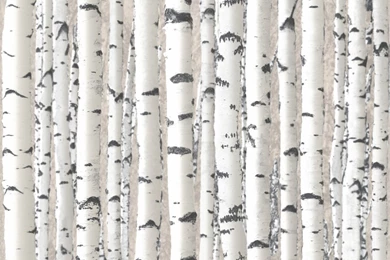 Debona Branches Tree Pattern Forest Photo Effect Mural Wallpapers 1279