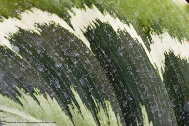 Tropical Leaf Pattern Tree Desktop Backgrounds   1280x800 Pixels