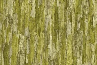 Muriva Bluff Bark Beige Tree Wood Effect Wallpapers J27107