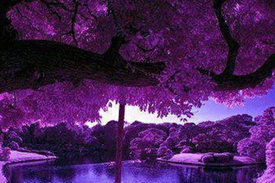 Purple Scenery With Zen Pond   (