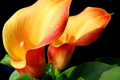 A Symbol Of The Pure And Sincere Calla Lilies Wallpapers 11 ...