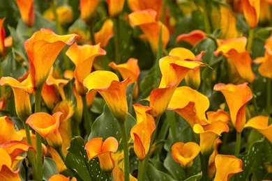 Full HD 1080p Calla Lilies Wallpapers HD, Desktop Backgrounds ...