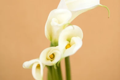 Calla Lily Desktop Wallpapers   HD Wallpapers 15604