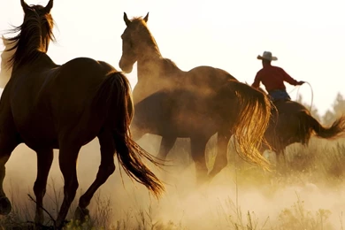 Wallpapers Of Cowboys   Wallpapers Cave