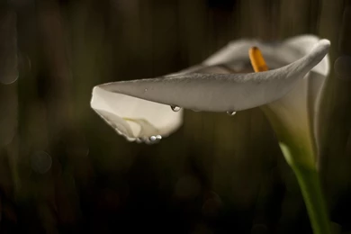 Calla Lily   Wallpapers